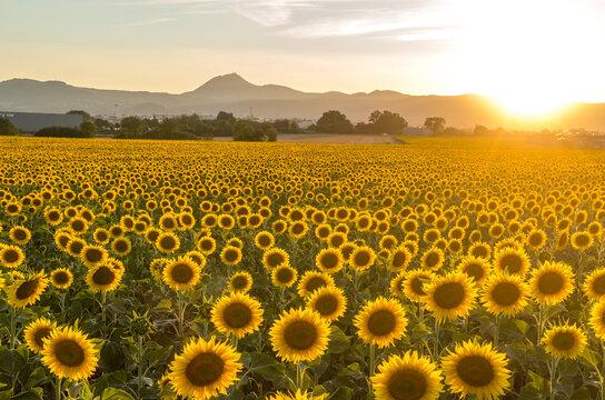 La montagne du Puy-de-D&ocirc;me et la chaine des puys en Auvergne avec un champ de tournesol au coucher de soleil