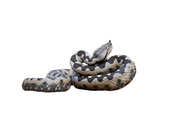 Nose-Horned Viper isolated (Vipera ammodytes)
