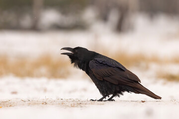 Kruk (Corvus corax)