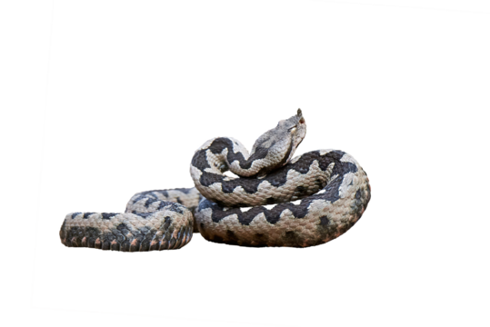 Nose-Horned Viper isolated (Vipera ammodytes)