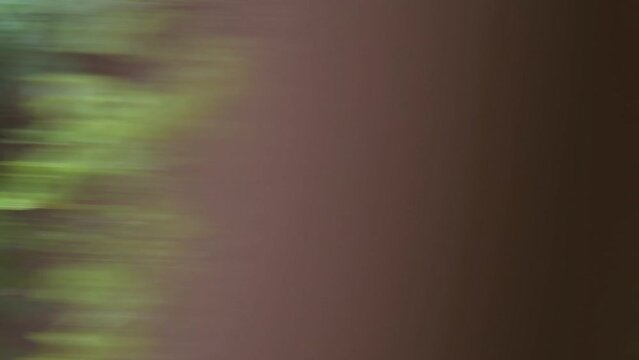 Telephoto, whip pan shot of out of focus trees whizzing by quickly from left to right