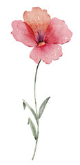 Pink poppy flower. Hand drawn watercolor illustration