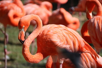 Kuba-Flamingo (Phoenicopterus ruber) oder Roter Flamingo - 738971832