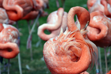 Kuba-Flamingo (Phoenicopterus ruber) oder Roter Flamingo - 738971861