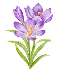 Watercolor crocuses illustration. Hand drawn botanical spring purple flowers isolated on white background. 