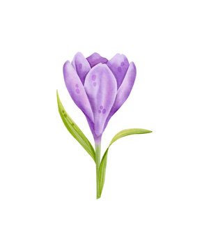 Crocus flower in purple colour. Hand drawn spring flower in watercolor, isolated on white. Easter botanical illustration.