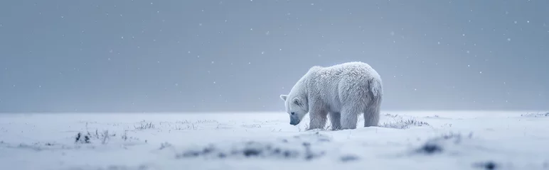 Keuken spatwand met foto Polar bear in the snow.Panorama view. Generative AI © Nipawan