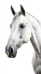 High Contrast Portrait of a Majestic White Horse on a White Background