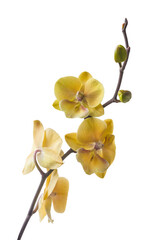 Yellow  phalaenopsis orchid flower