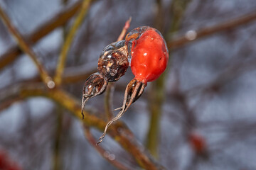 Plants after an icy rain. Branches of plants and shoots covered with ice. Icy branches of plants, the effects of icy rain.