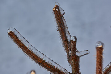 Plants after an icy rain. Branches of plants and shoots covered with ice. Icy branches of plants,...