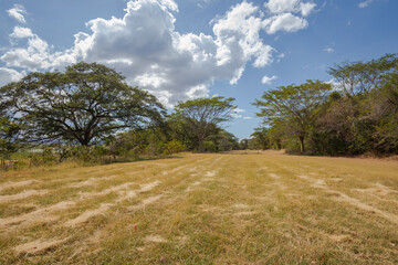 Open grassy field with trees at Palo Verde National Park in Costa Rica