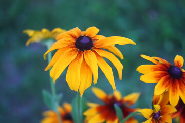 Obraz premium Rudbeckia hirta yellow flowers in a summer garden. Black-eyed Susan plants in flowering season.