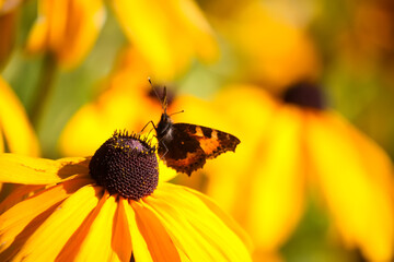 Butterfly sitting on the Rudbeckia hirta yellow flowers in a summer garden. Black-eyed Susan plants in flowering season.