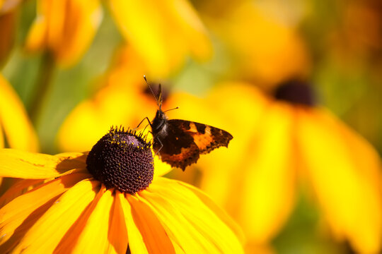 Butterfly sitting on the Rudbeckia hirta yellow flowers in a summer garden. Black-eyed Susan plants in flowering season. - Powered by Adobe
