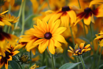 Rudbeckia hirta yellow flowers in a summer garden. Black-eyed Susan plants in flowering season.