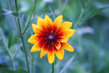 Rudbeckia hirta yellow flowers in a summer garden. Black-eyed Susan plants in flowering season.