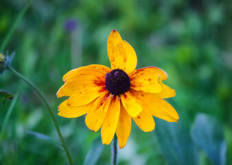 Rudbeckia hirta yellow flowers in a summer garden. Black-eyed Susan plants in flowering season.