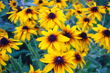Rudbeckia hirta yellow flowers in a summer garden. Black-eyed Susan plants in flowering season.