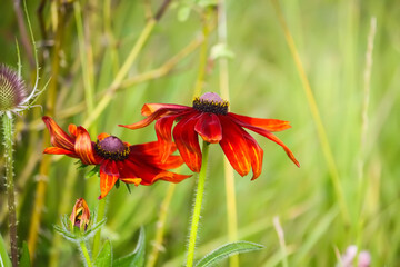 Rudbeckia hirta yellow flowers in a summer garden. Black-eyed Susan plants in flowering season.