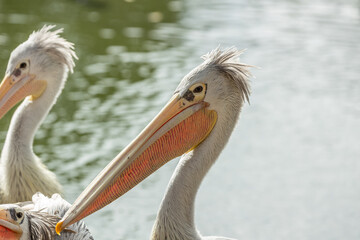 Pink-backed Pelican (Pelecanus rufescens) in Sub-Saharan Africa