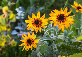 Rudbeckia hirta yellow flowers in a summer garden. Black-eyed Susan plants in flowering season.