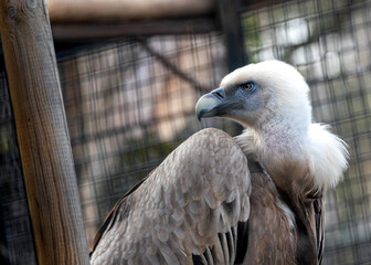 Griffon Vulture (Gyps fulvus) in Gambia