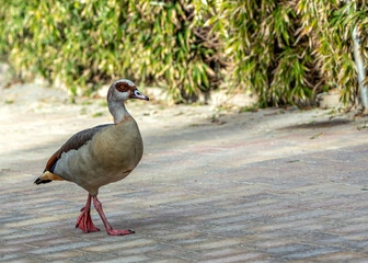 Egyptian Goose (Alopochen aegyptiaca) in El Retiro Park, Madrid