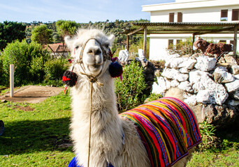 Llama viendo de enfrente en Huehuetenango