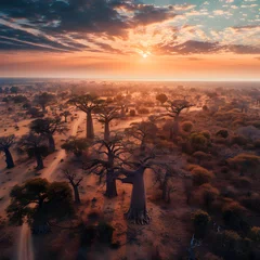 Foto op Canvas baobab tree landscape during sunrise © Andre Hirai