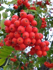 red currant bush