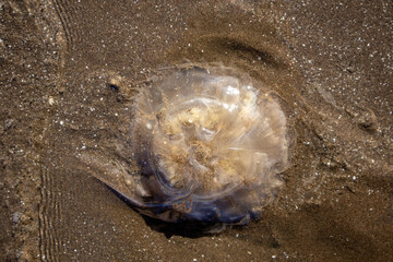 Transparent Jellyfish Stranded on Sandy Beach