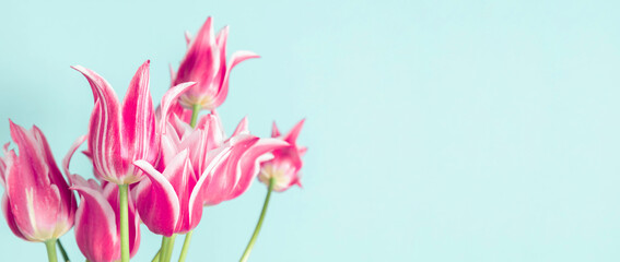 Beautiful composition spring flowers. Bouquet of pink tulips flowers on pastel blue background. Valentine's Day, Easter, Birthday, Happy Women's Day, Mother's Day. Flat lay, top view, banner - obrazy, fototapety, plakaty