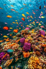 A vibrant coral reef filled with a large group of fish swimming.