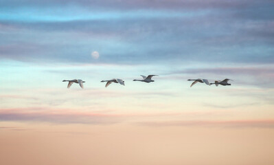 At sunrise a Wedge of swans begins their migration back to Alaska after wintering in the valley. The Skagit Valley supports the largest concentration of wintering Trumpeter Swans in North America.