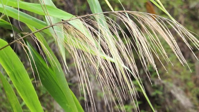 Thysanolaena latifolia (Rumput awis, rumput buluh, tiger grass). This plant is usually used as animal feed, broom material and to prevent landslides
