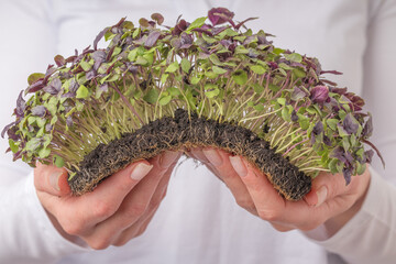 Hands forming a bridge under a thick patch of green and purple microgreens with visible roots