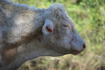 Vaca