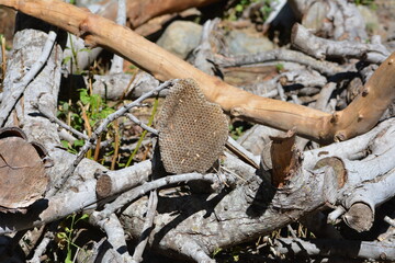 Trozo de panal de avispas