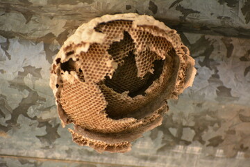 panal de abejas