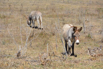 Obraz premium Burros en el campo en Nayarit