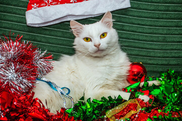 A beautiful white cat with fluffy fur and large green-yellow eyes lies in New Year's tinsel,...