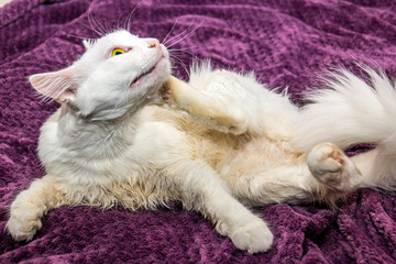 White fluffy beautiful cat itches while lying on a lilac blanket on the bed	

