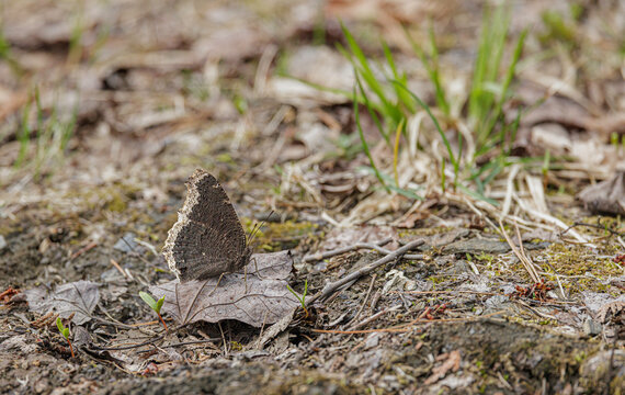Mourning Cloak, Nymphalis antiopa, resting in hiking trail