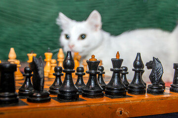Chess pieces on the background of a white cat	
