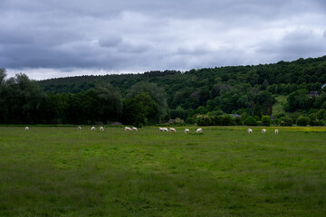Field with cows in Normandy, Eure, France, in spring