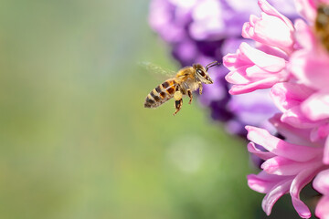 Flying honey bee collecting bee pollen from hyacinth blossom. Bee collecting honey.