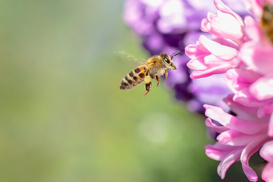 Flying honey bee collecting bee pollen from hyacinth blossom. Bee collecting honey.