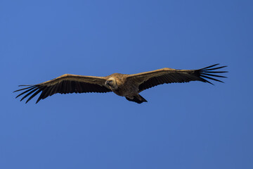 Obraz premium Buitre leonado en la Sierra de Guadarrama en Madrid