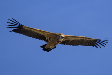 Buitre leonado en la Sierra de Guadarrama en Madrid
